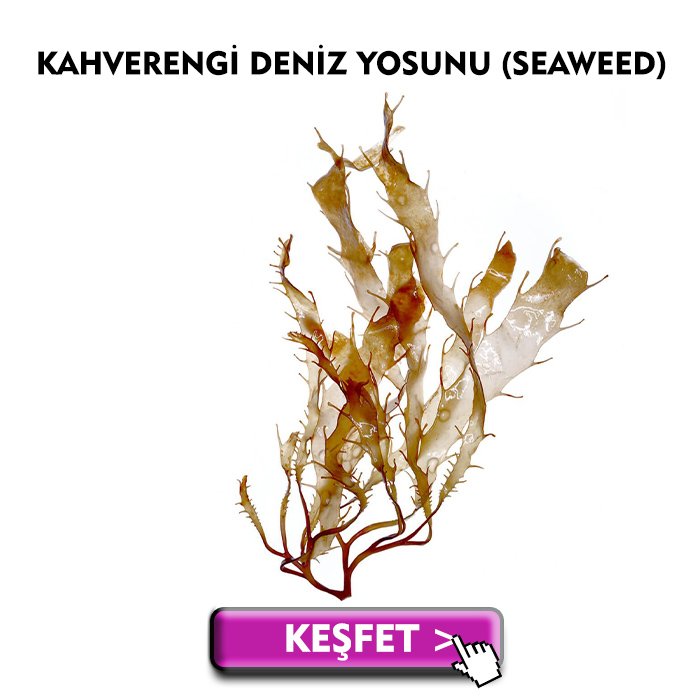 kahverengi deniz yosunu