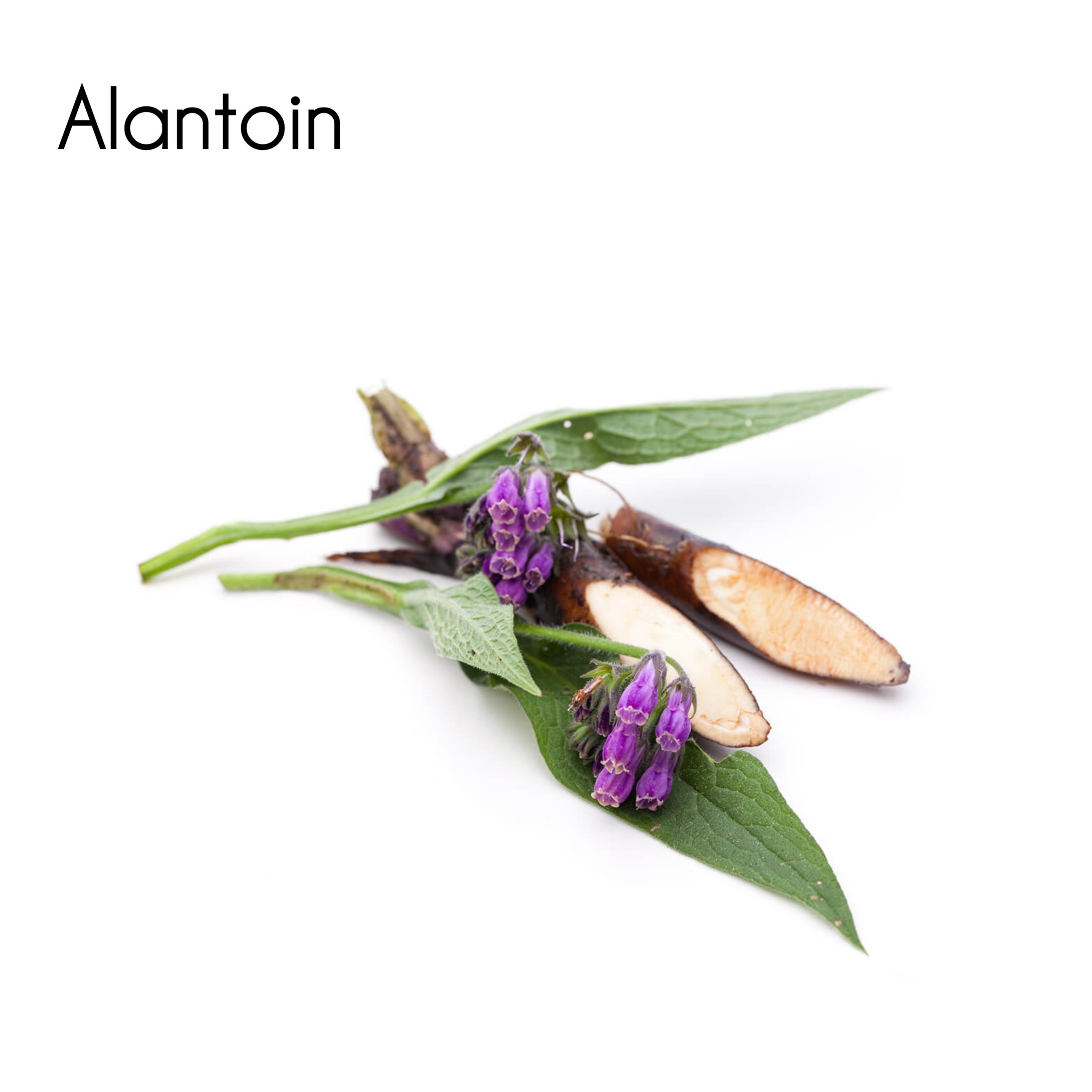 Allantoin