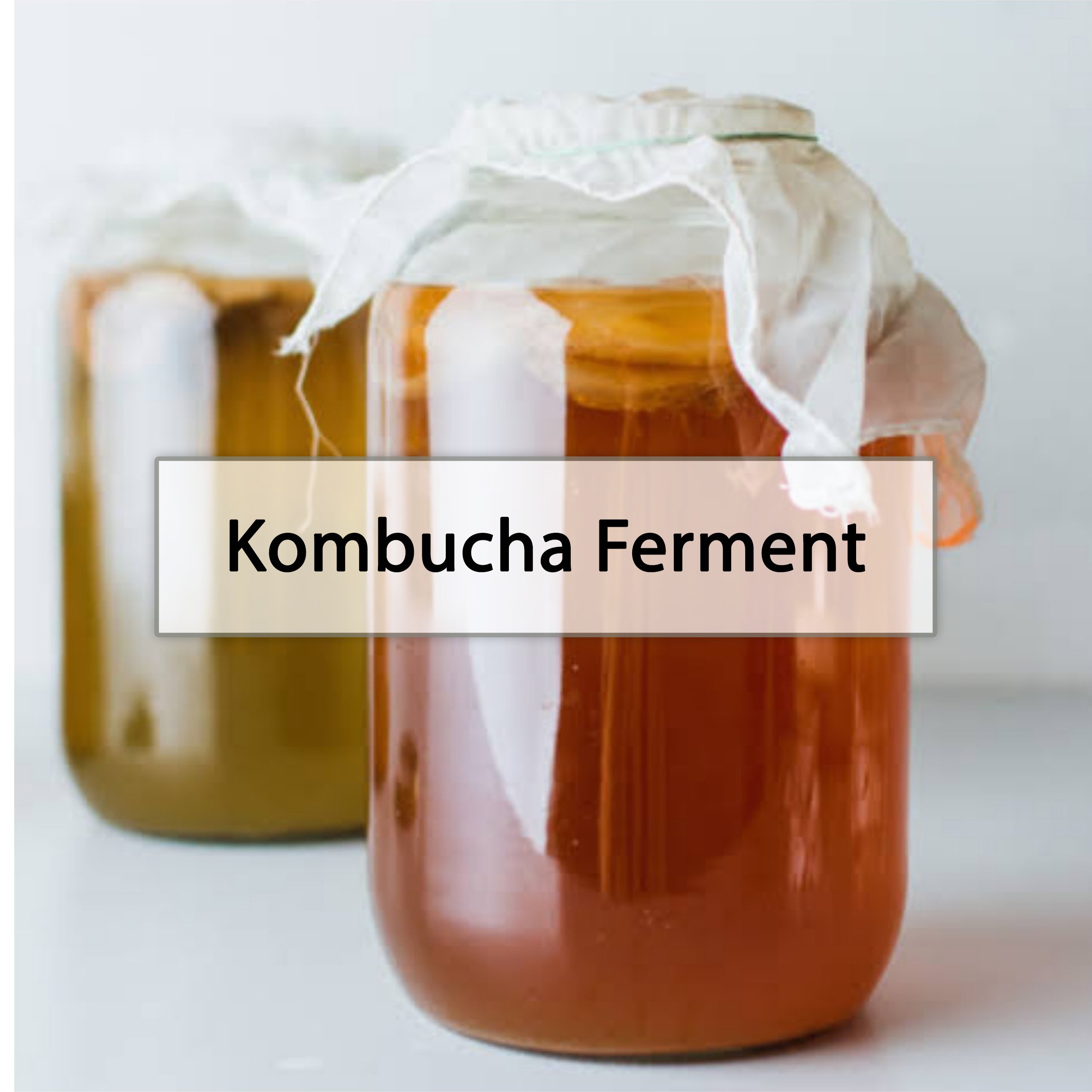 kombuça fermenti